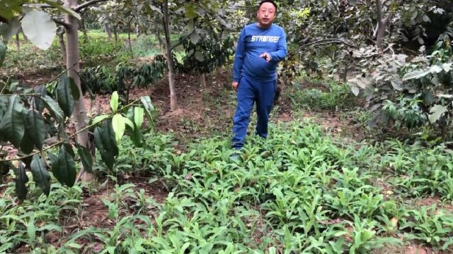 喜欢吃这种野菜的抓紧了,再不吃就要等来年了,直接吃的懒人野菜