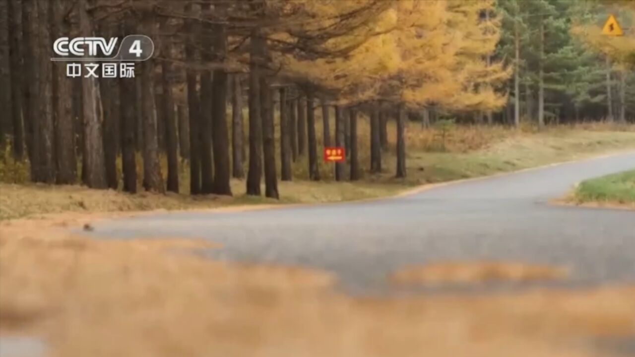 在赵福州瞭望的时候,他的儿子赵东杨,正在林区里穿梭巡护