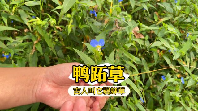 鸭跖草,古人叫它碧蝉草