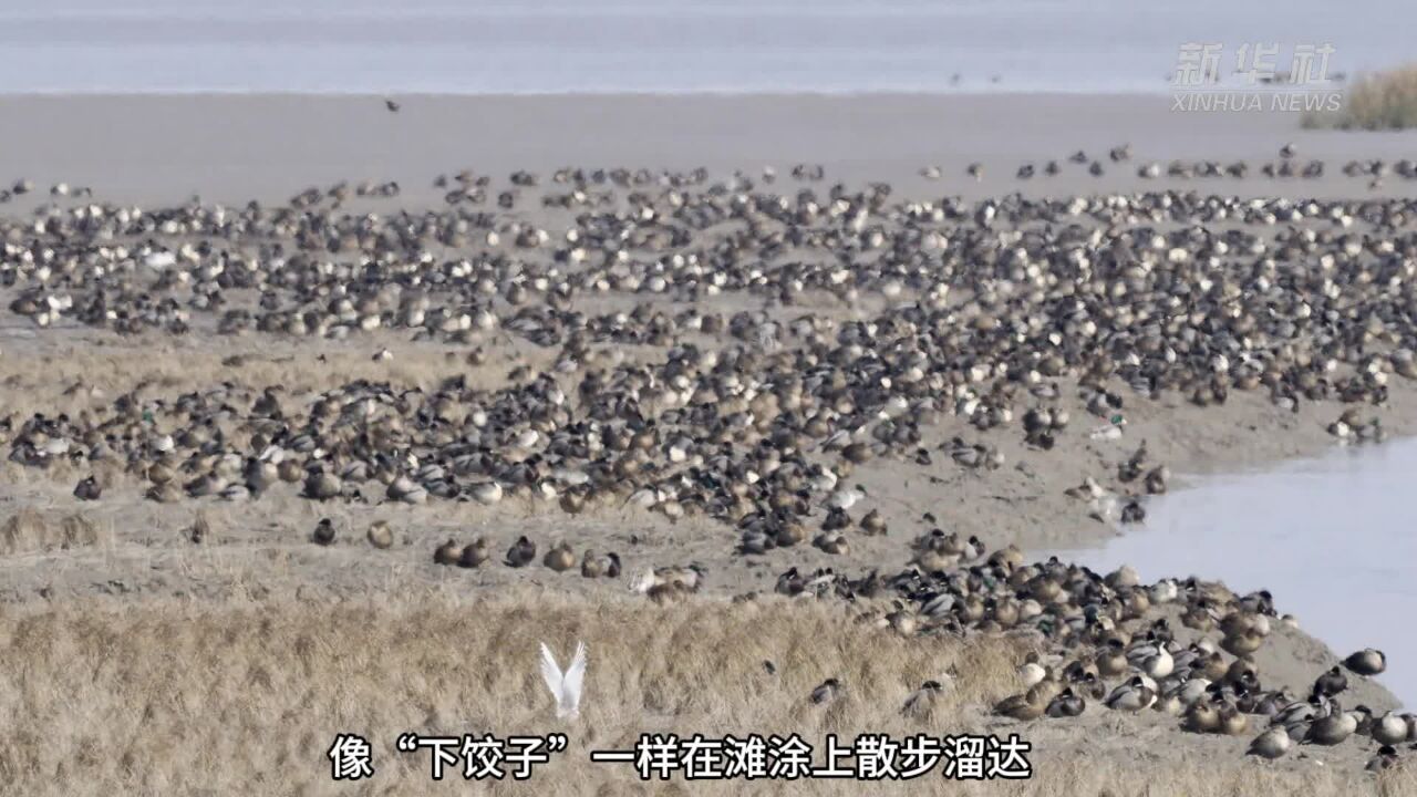 走,去上海崇明东滩观鸟!