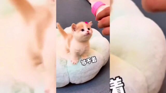 治愈系可爱小奶猫来啦!你们喜欢哪一只?小奶猫的成长日记小奶猫治愈猫咪可爱的小猫咪DOU+小助手抖音小助手