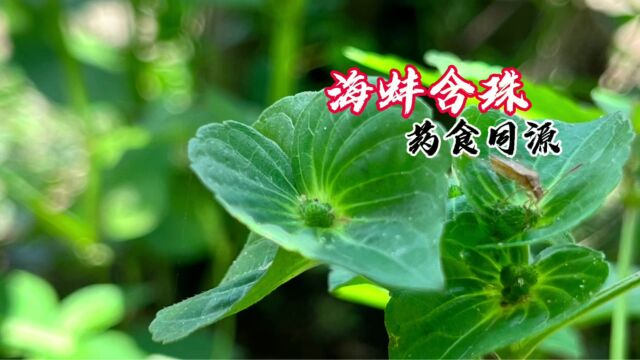 菜园拔出了海蚌含珠,有着“长寿菜”的美誉,看看你家有吗?