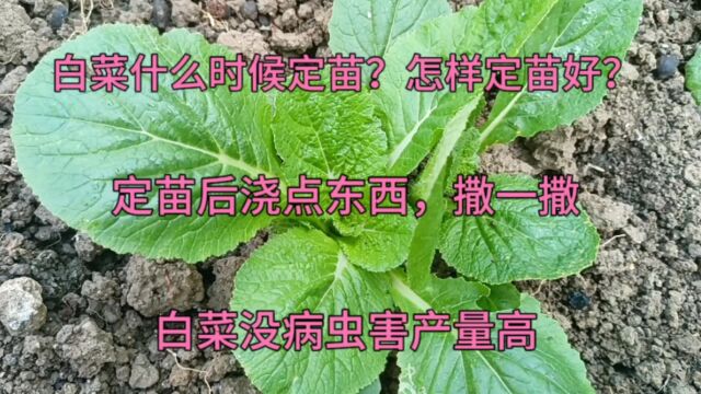 白菜怎样定苗好?给白菜撒草木灰要注意时期,白菜没病虫口感好