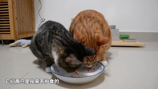 猫之间的感情能有多甜蜜,就像舔了蜜