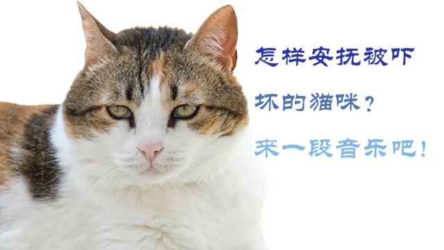 被吓坏的猫咪,可以试试舒缓、轻松的猫咪专属音乐