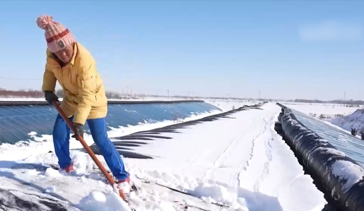 山东临邑:农技人员现场指导蔬菜大棚清雪保温