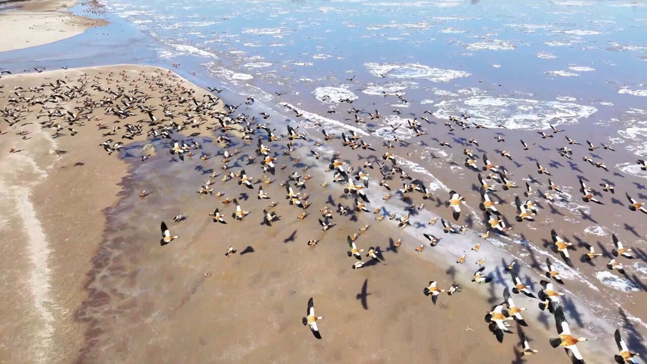 千城胜景|内蒙古托克托:水鸟在黄河流凌中“起舞”