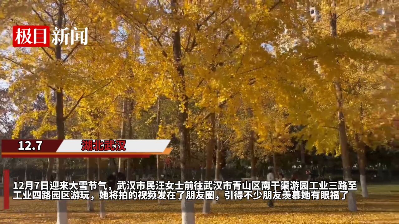 【视频】大雪节气,武汉的一个公园里下起了“银杏雨”