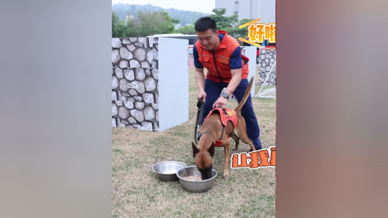 消防搜救犬伙食大揭秘,看完你羡慕了吗