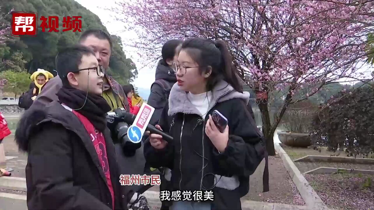 福建这个地方的梅花开得正盛 赏梅攻略快收好