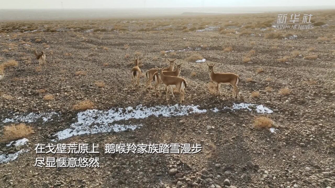 新疆轮台县:鹅喉羚家族北山觅食 荒原踏雪自在悠然