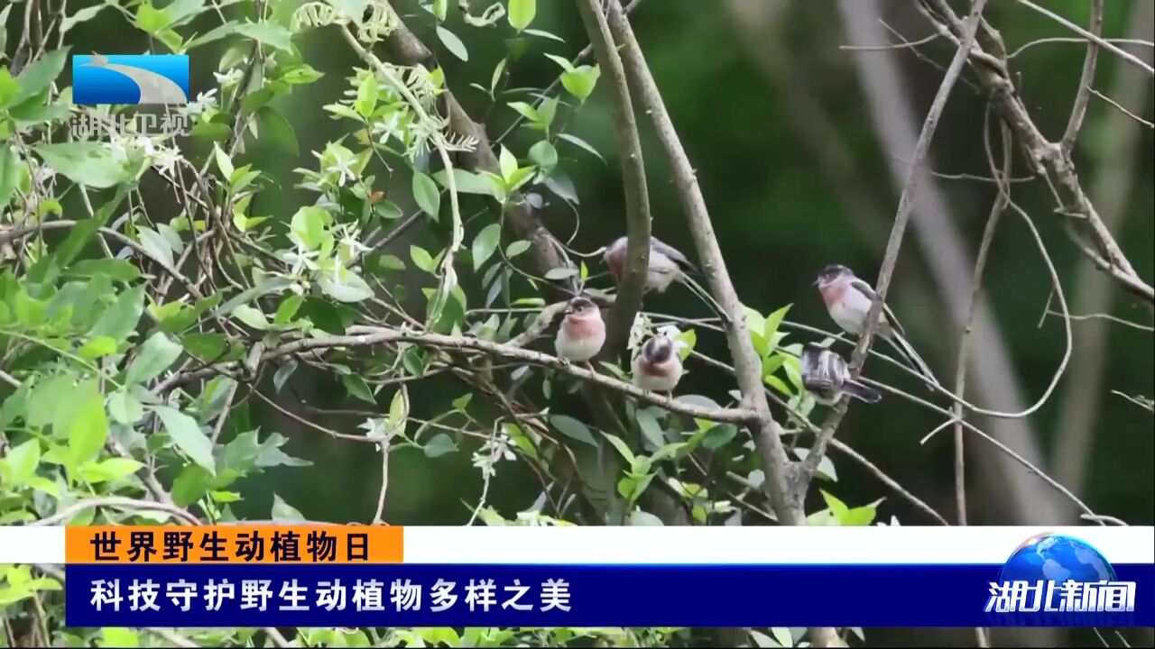 世界野生动植物日丨科技守护野生动植物多样之美