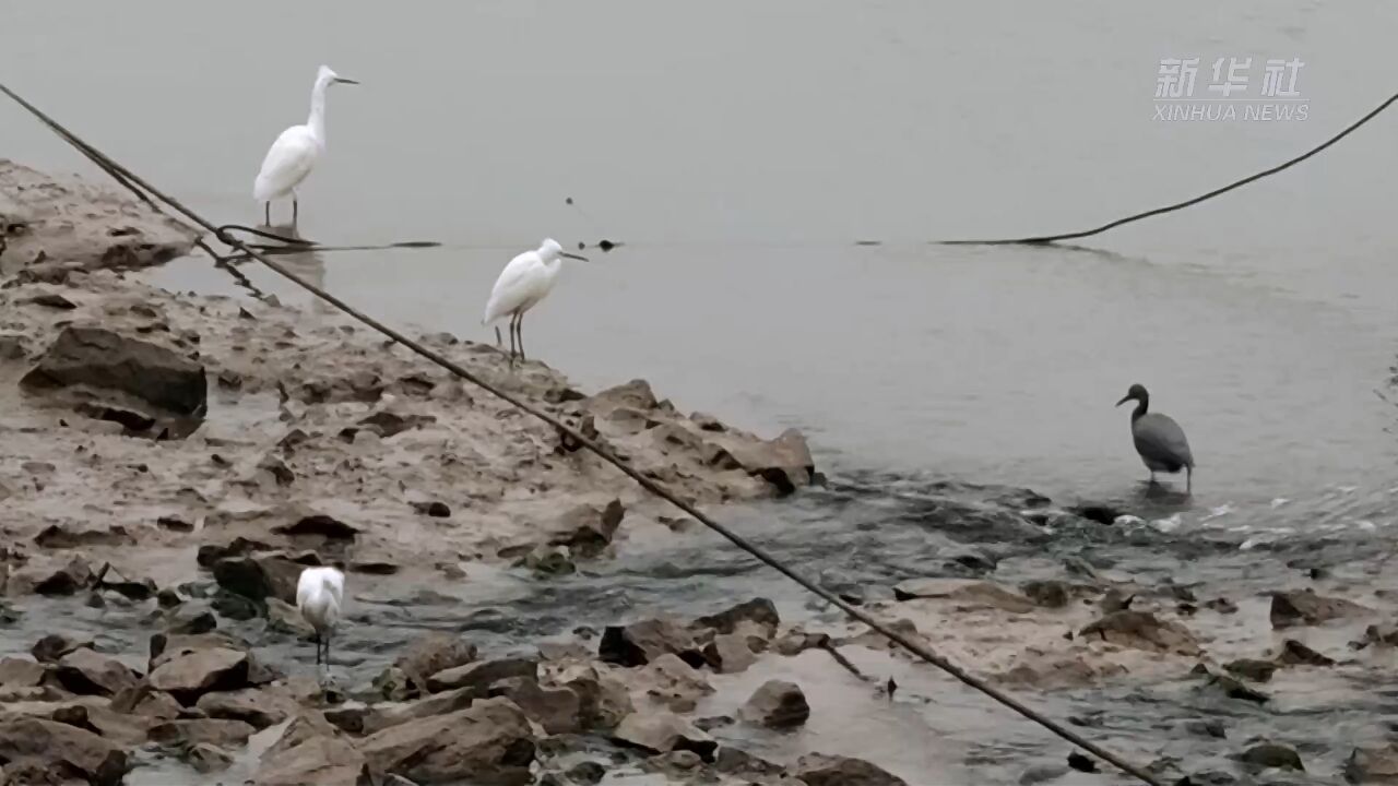 广西防城港:岩鹭在海岸悠闲散步