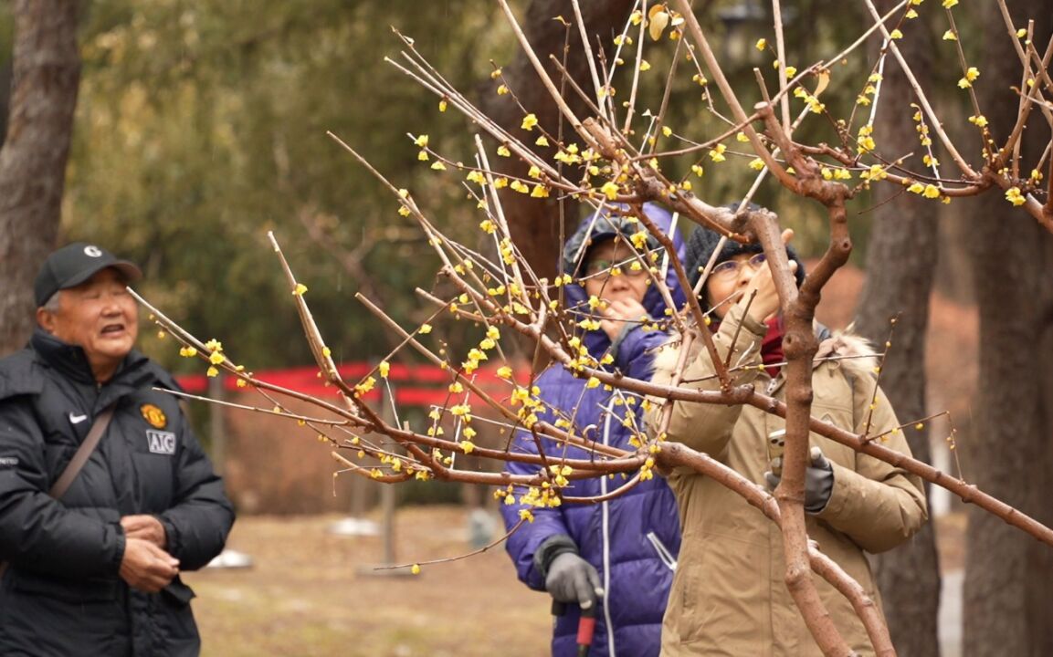 视频|“惊蛰”节气北京春雨,公园里万物萌生