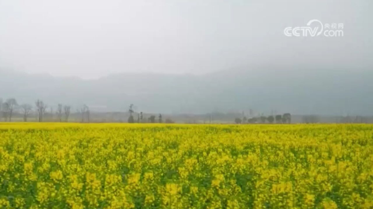 四川南充:油菜花开春意浓,景美如画引客来