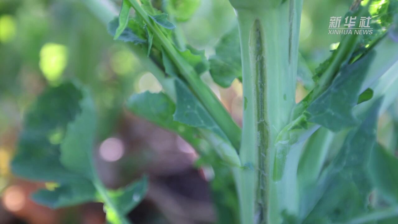 湖南鼎城:为油菜定制“营养餐” 科学防治病虫害