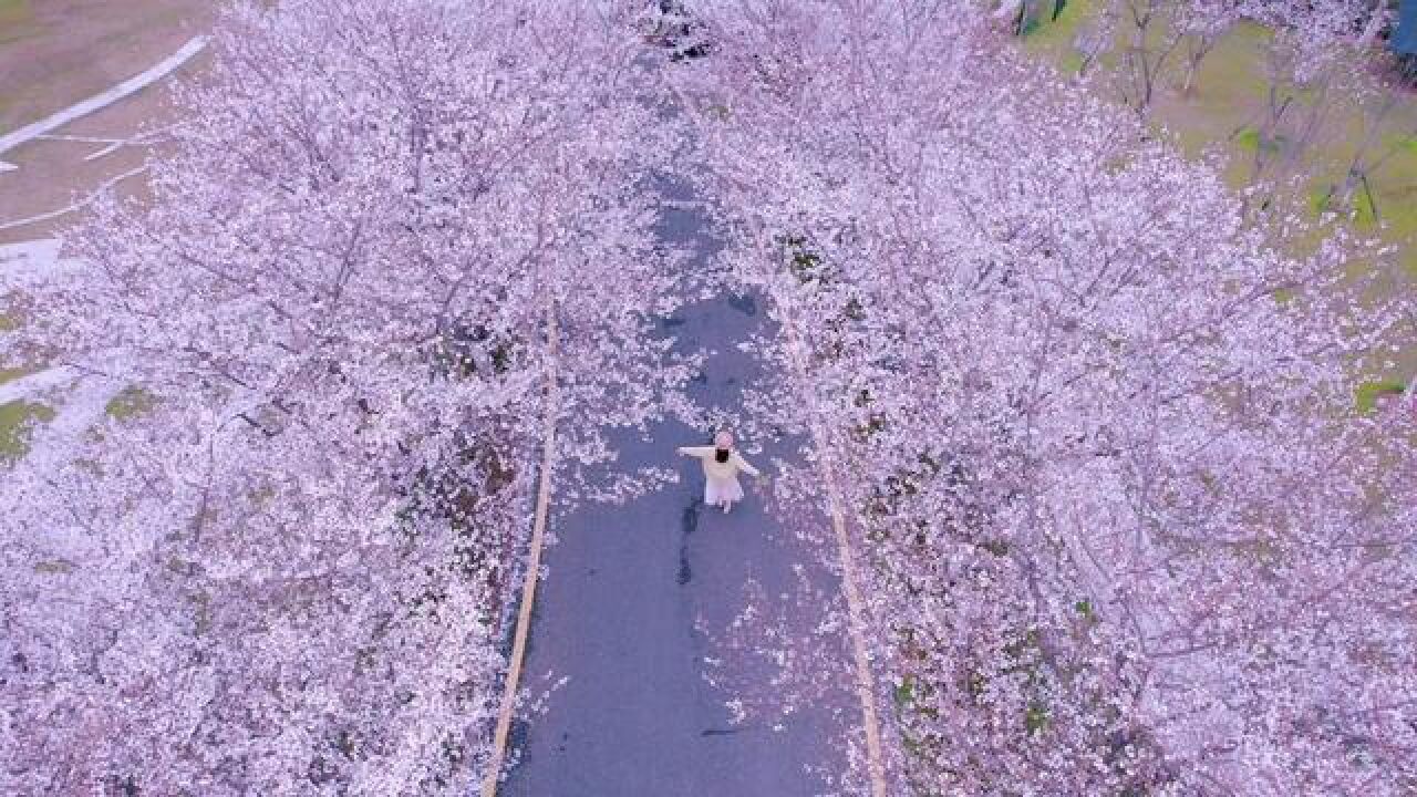 这个春天,为浦口的花海心动一万次啊