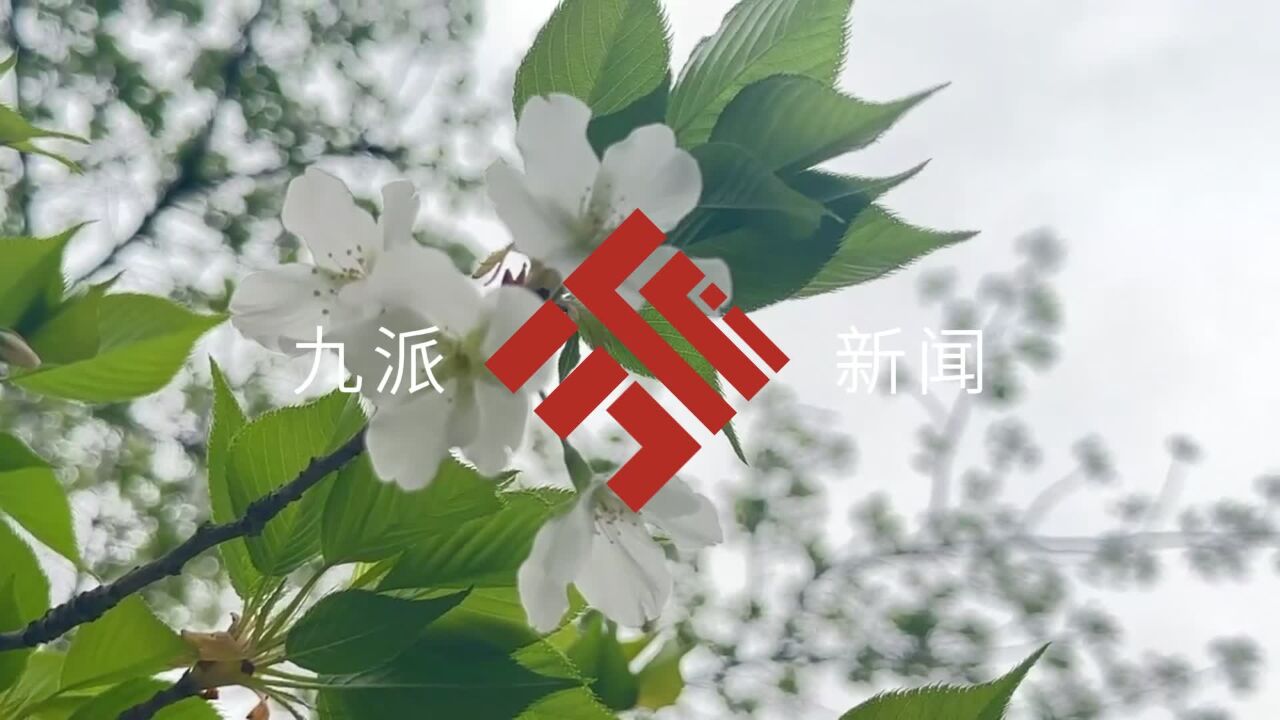 武汉一公园可以看到绿樱花,青山公园绿樱进入最佳观赏期