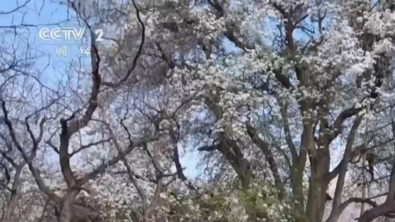 春游黄河古村落:南长滩村梨花胜雪