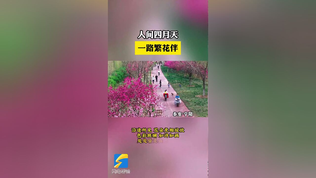 宁阳:人间四月天 一路繁花伴