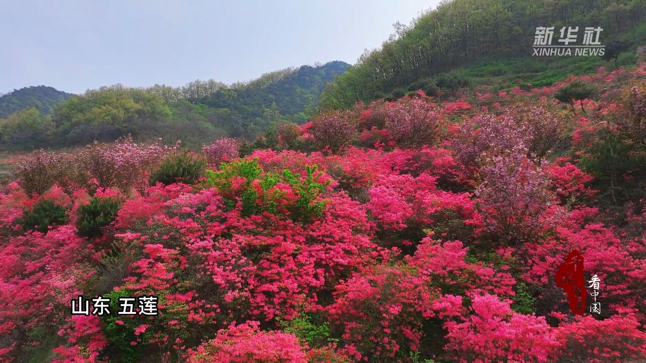 千城百县看中国丨山东五莲:杜鹃花开 春满人间