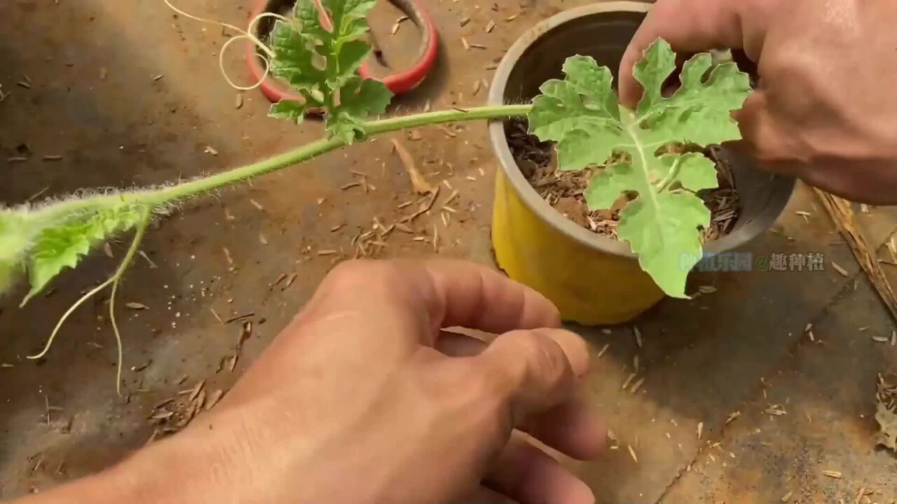 不用种子种植西瓜!用压条繁殖的方法能种出西瓜吗?