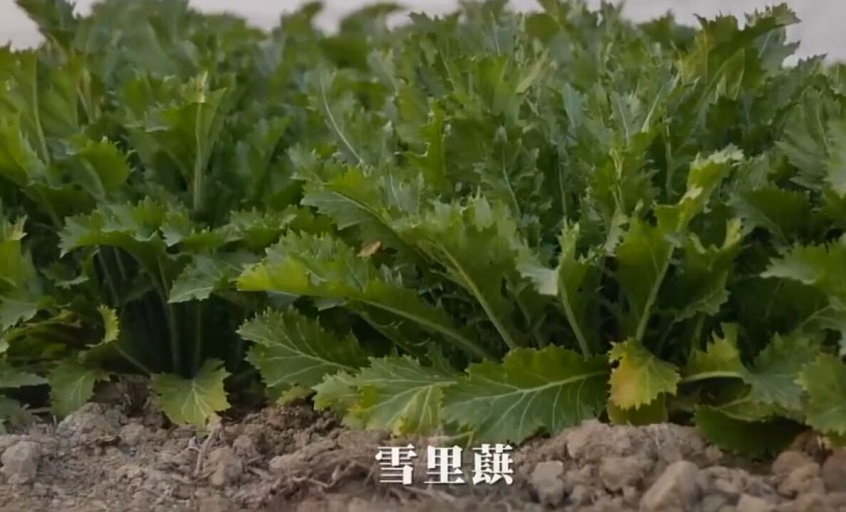 他带领村民种植雪菜,收购加工做成酱菜,成功带领村民增收致富