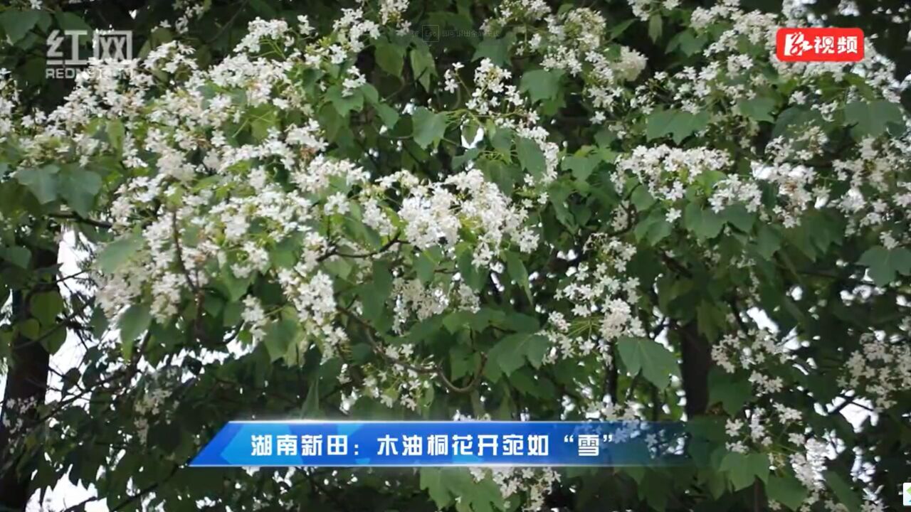 视频丨湖南新田:木油桐花开宛如“雪”