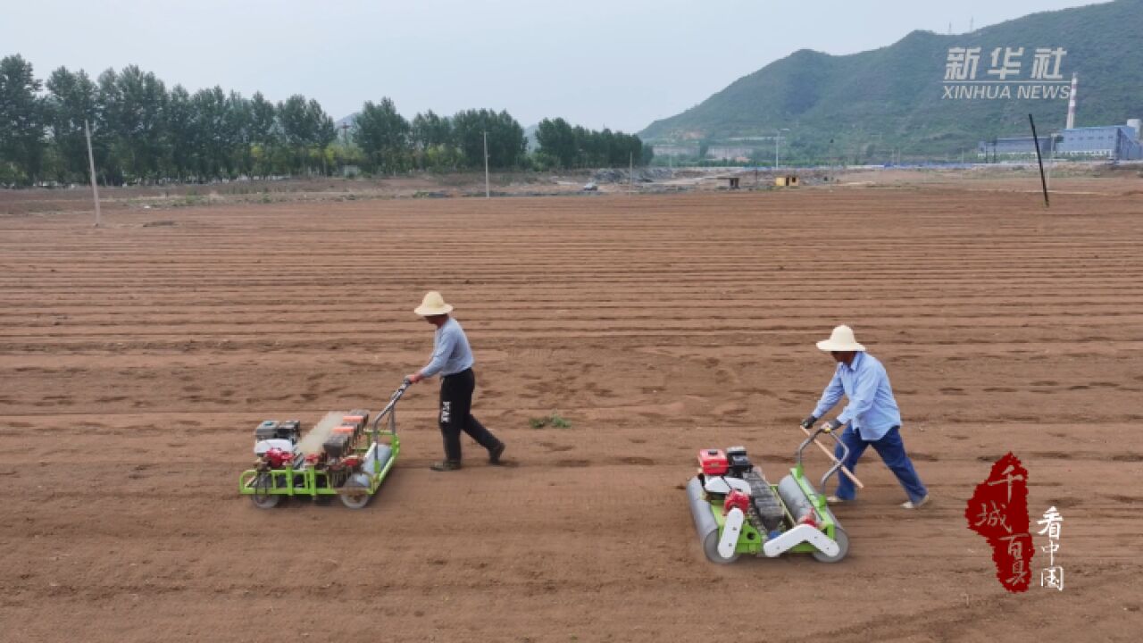 千城百县看中国丨河北宽城:药材种植忙 飘香产业旺