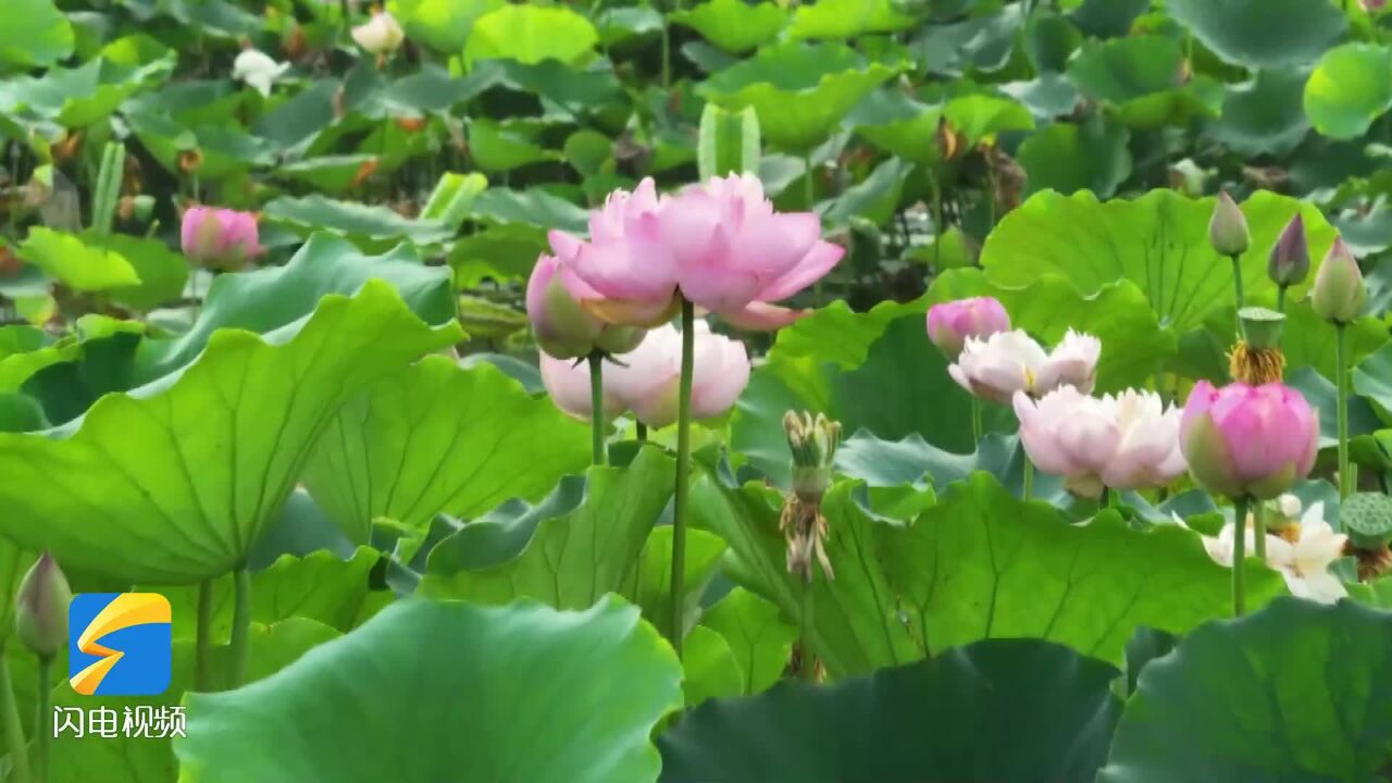 诗画山东丨枣庄台儿庄荷花次第开 盛装扮靓六月天