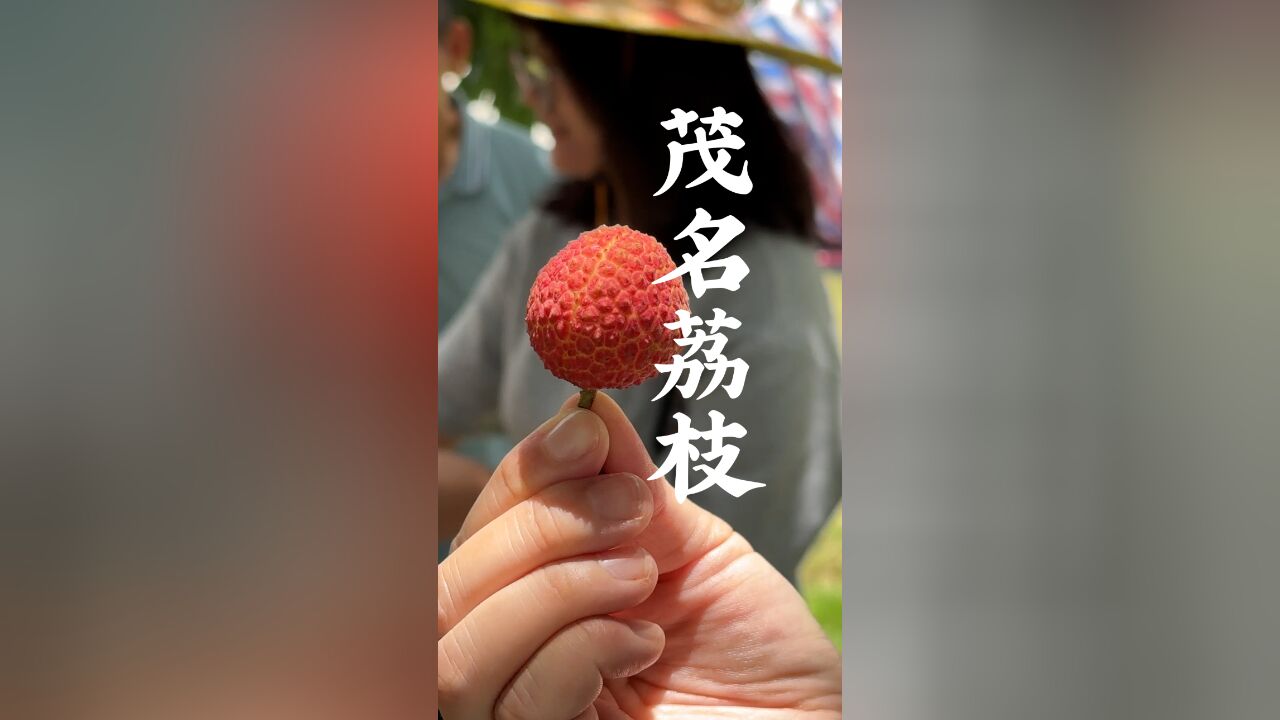 老饭骨溯源第一站——茂名荔枝