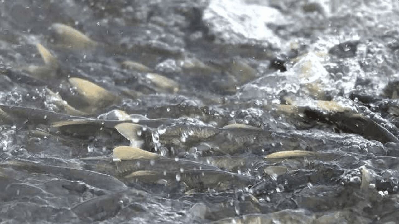 湟鱼洄游迎高峰 见证“逆流而上”的生命奇迹