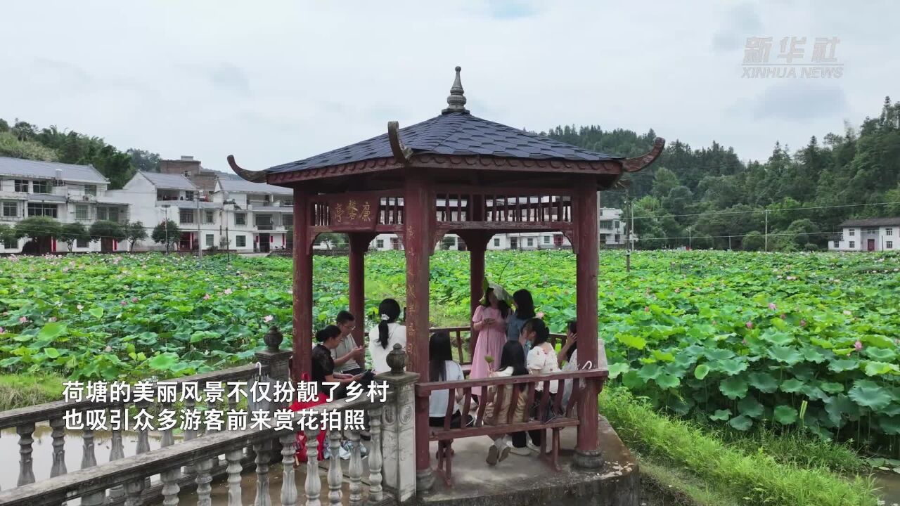 江西上犹:荷花扮靓乡村 助农增收致富