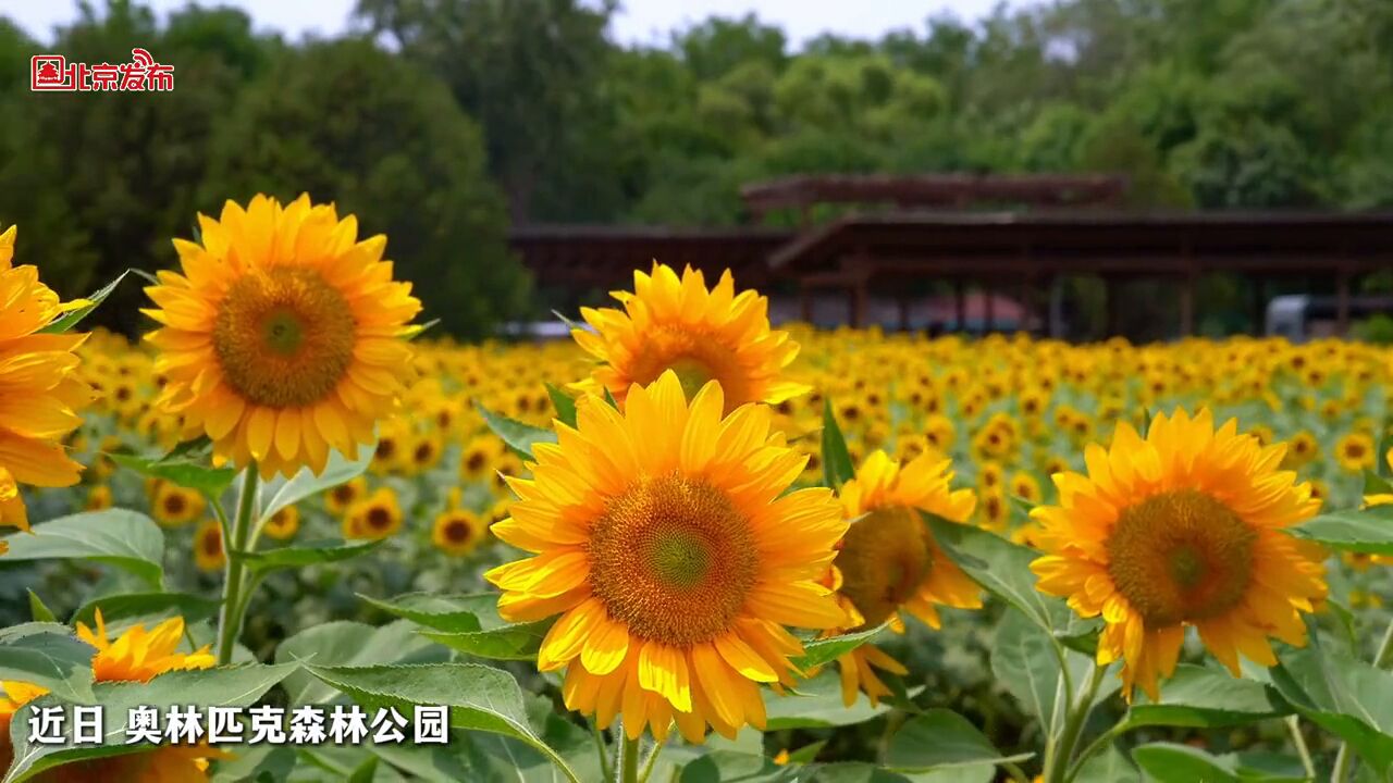 七月顶流花海——奥森“向日葵海洋”进入盛花期,预计花期至月底