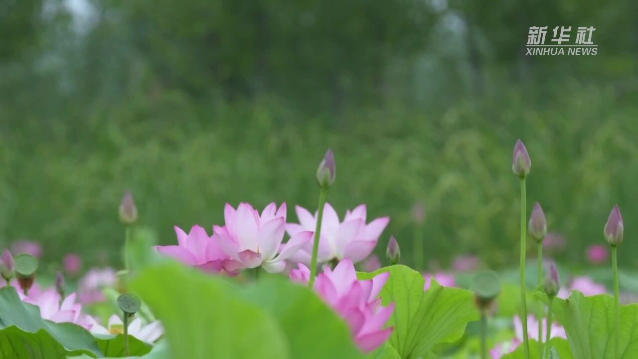 河南商丘:故道荷花别样红