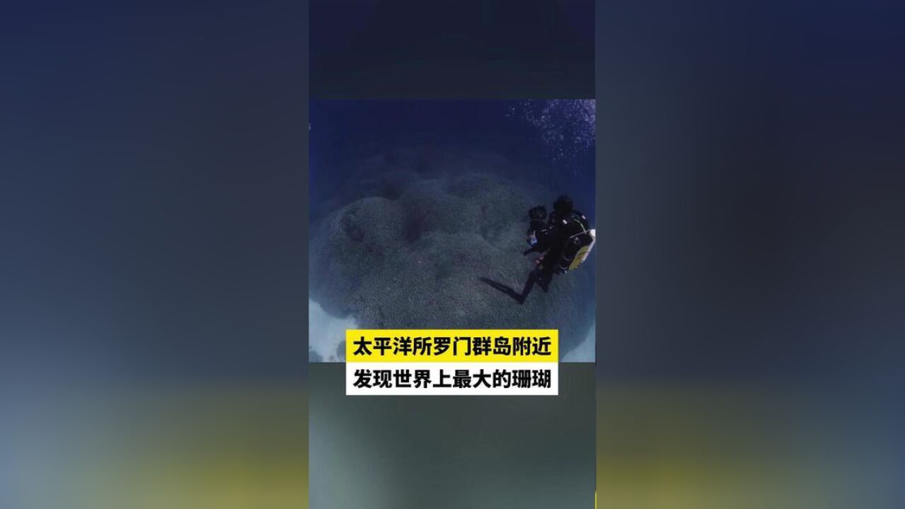 太平洋所罗门群岛附近发现世界上最大的珊瑚.