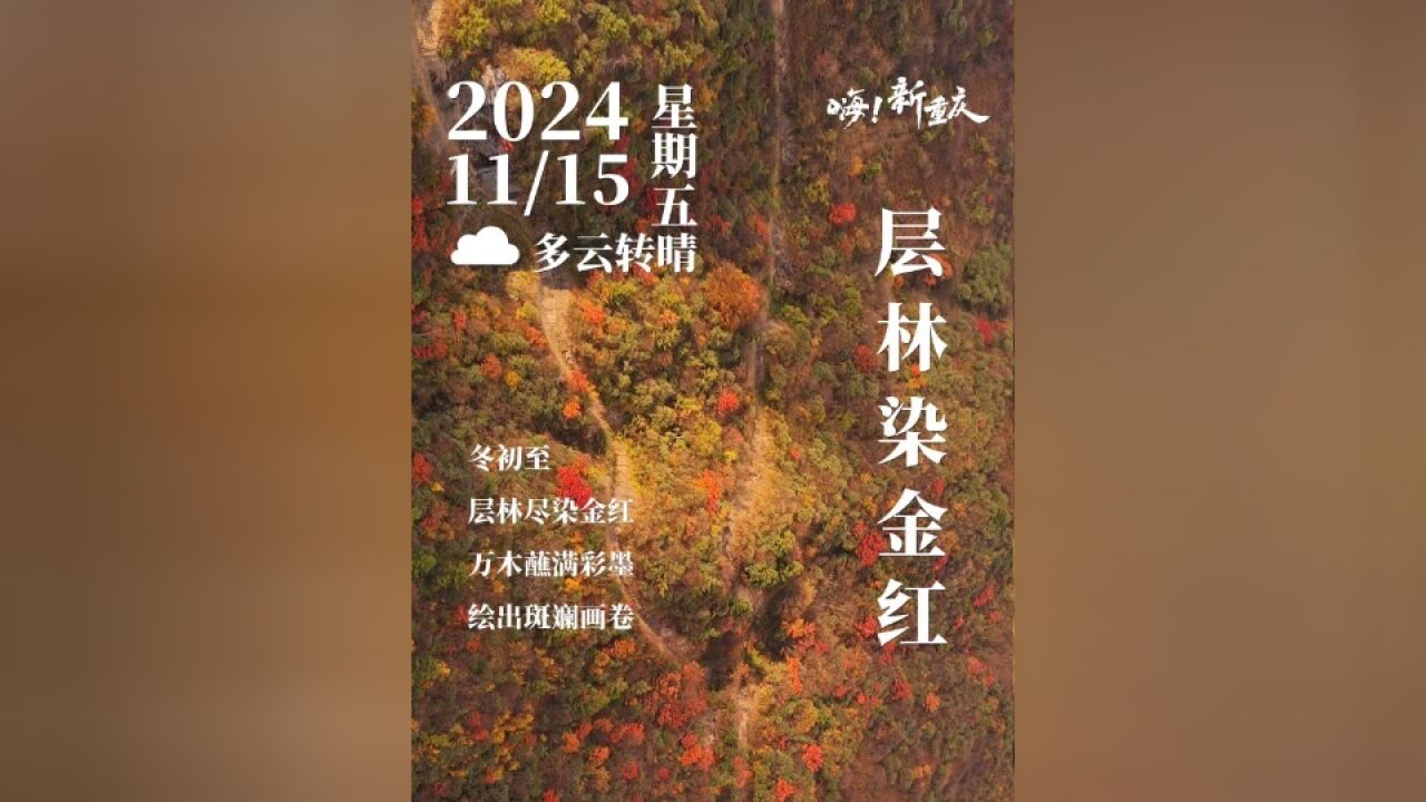 嗨!新重庆|冬初至,层林尽染金红.山林间,万木蘸满彩墨,绘出斑斓画卷,醉染时光,美景在眼前~#嗨!新重庆 #自然风光 (摄影:@追光人L)