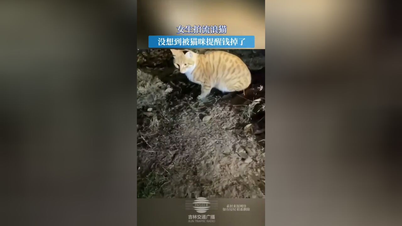 女生拍流浪猫,没想到被猫咪提醒钱掉了