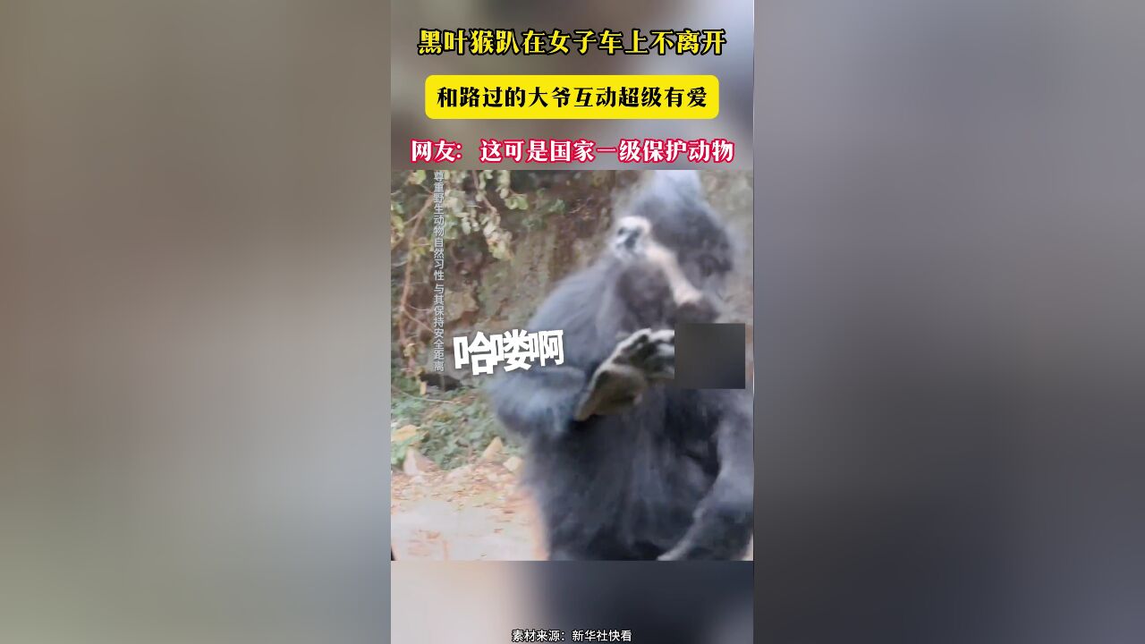 黑叶猴趴在女子车上不离开 和路过的大爷互动超级有爱 网友:这可是国家一级保护动物