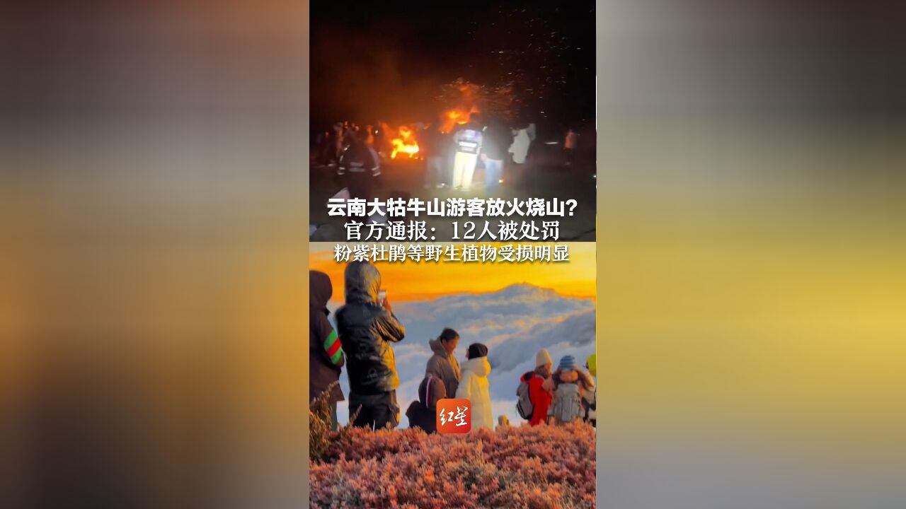 游客深夜纵火烧山?景区秒变“火海”,官方通报