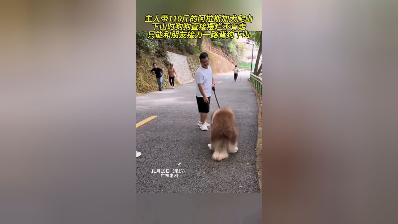 主人带110斤阿拉斯加犬爬山,狗狗直接摆烂,无奈一路背狗下山