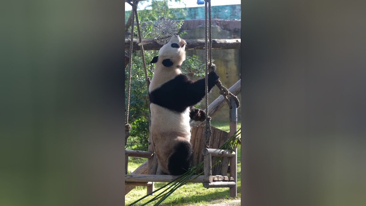 大熊猫芊金太舒服了,给她找个班上吧