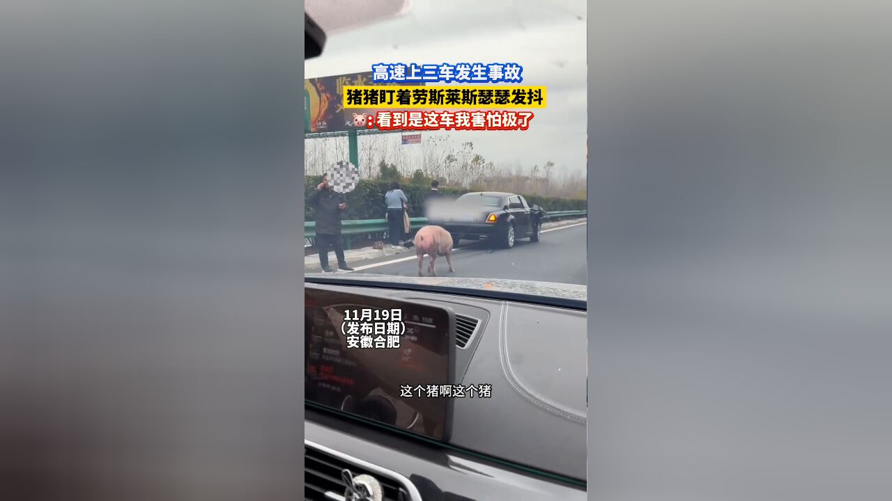 高速上三车发生事故,猪猪盯着劳斯莱斯“瑟瑟发抖”