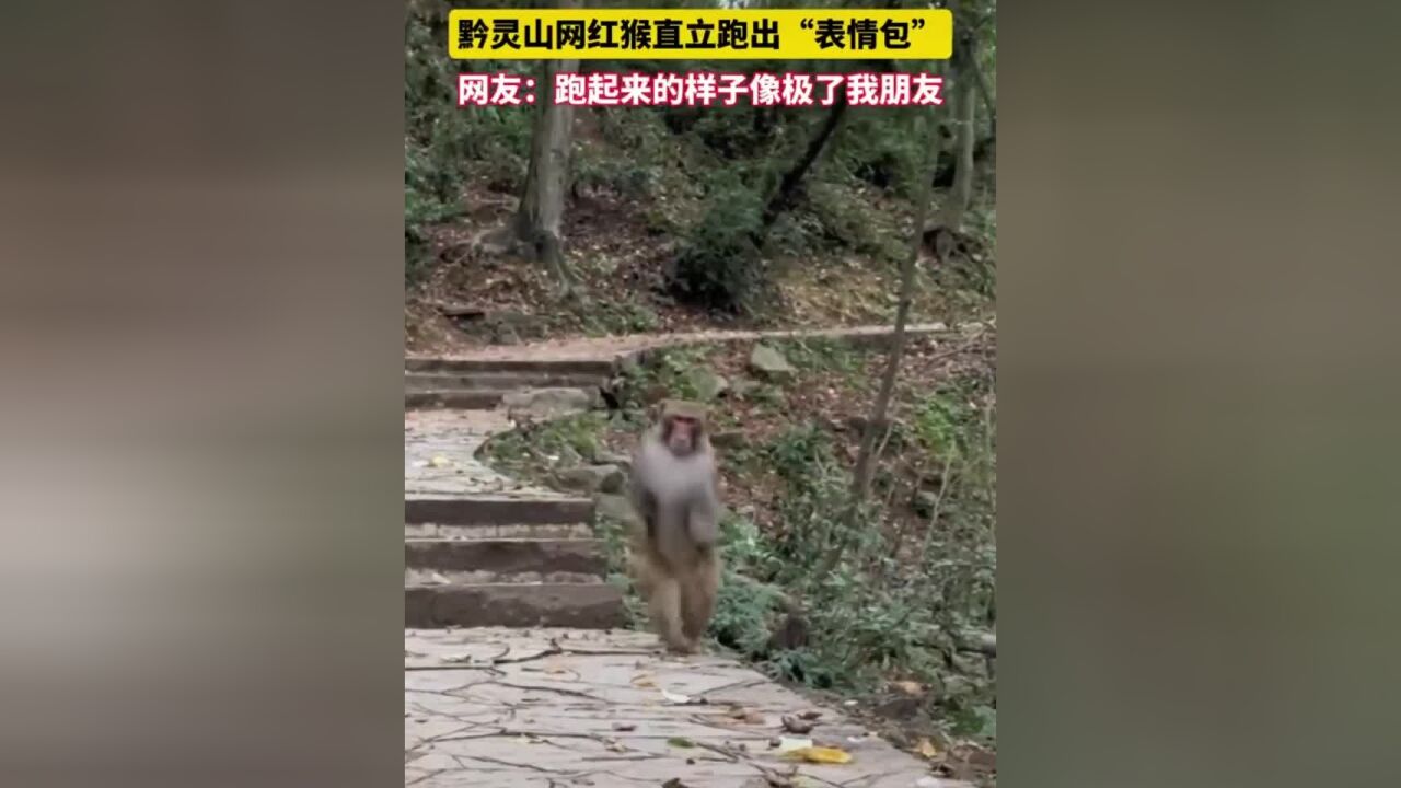 黔灵山网红猴跑出表情包