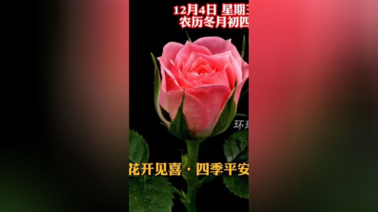 花开见喜,四季平安.今天是农历冬月初四,新的一天,祝您和家人幸福安康,好运连连