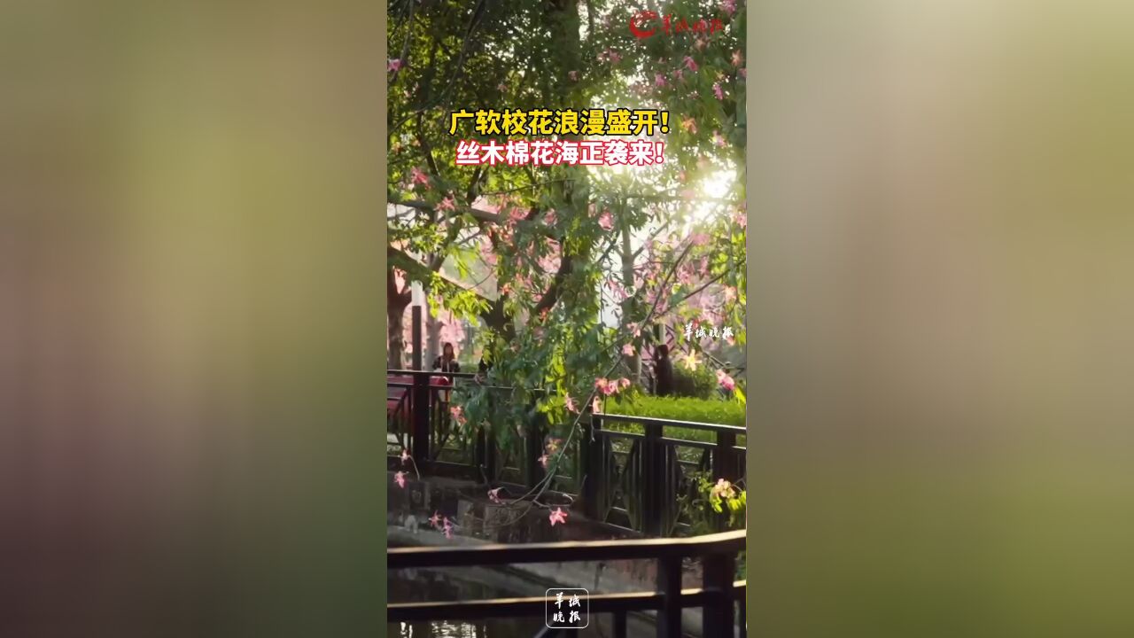 “广软校花”浪漫盛开!丝木棉花海正袭来