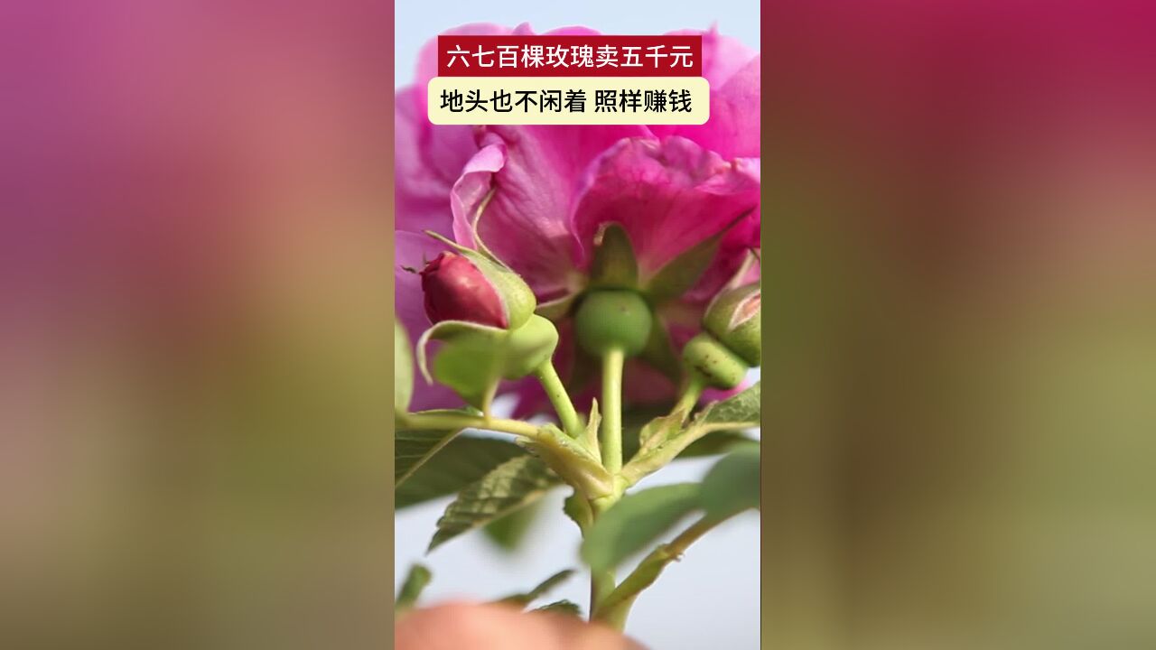 六七百棵玫瑰卖五千元 地头也不闲着 照样赚钱