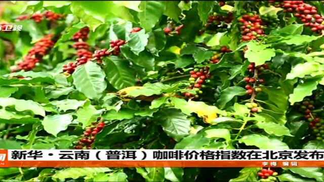 新华ⷤ𚑥—(普洱)咖啡价格指数在北京发布