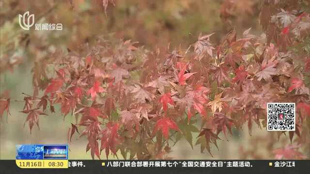 沪郊金山枫叶尽染 追寻深秋的诗和远方