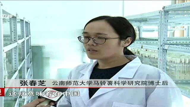 从200公斤种薯到2克种子的变革——云南师范大学最新研究成果将革新马铃薯育种和繁殖方式